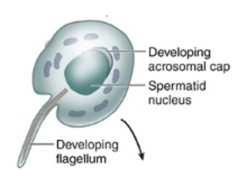 <p>What structural change occurs in the nuclear envelope during the cap phase?</p>