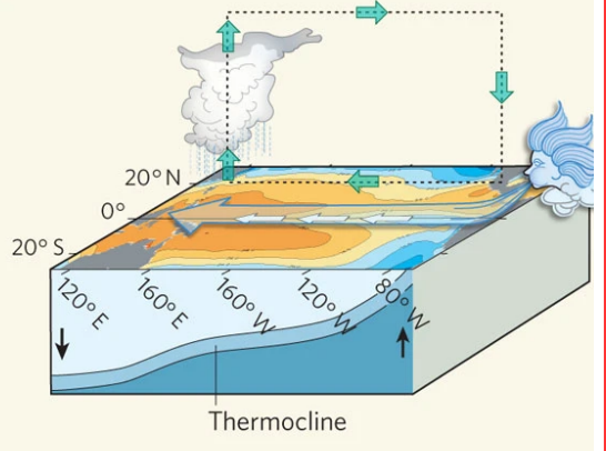 <ul><li><p>Trade winds (East to West) across the Pacific</p></li><li><p>Air and surface water warmer at the equator - pushed West and bunches up</p></li><li><p>Upwelling of cold, nutrient-rich water in the East</p></li><li><p>Thermocline develops - water at depth moves from West to East (warmer → cooler)</p></li><li><p>Warm, moist air rises in the West - lower pressure area</p></li><li><p>Air cools and falls in the East, giving cool, clear conditions - higher pressure area</p></li><li><p>Productive Eastern waters</p></li></ul><p></p>