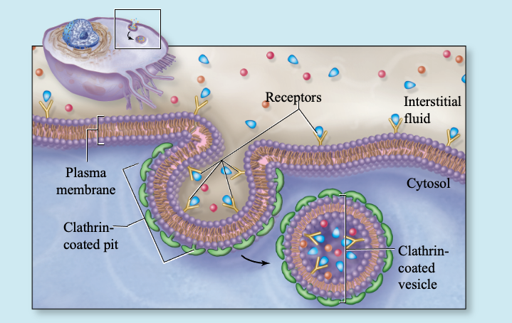 <p>Receptor grabs its ligand and the membrane pulls the whole complex inside as a vesicle</p><p></p>