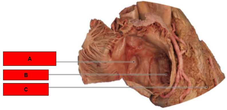 <p>What is indicated by C?</p>
