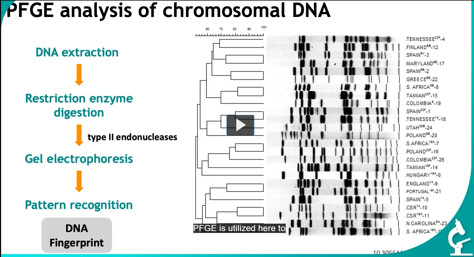 <p><strong>PFGE analysis of chromosomal DNA </strong>(from tracking infections)</p><div data-type="horizontalRule"><hr></div><p><strong>DNA extraction </strong>(taken from isolates from various hospital areas)<br>↓<br><strong>Restriction enzyme digestion</strong></p><ul><li><p>type II endonucleases (Cut DNA at <strong>specific sequences, </strong>Produce <strong>large DNA fragments</strong><br>↓<br><strong>Gel electrophoresis </strong>(This is NOT normal gel electrophoresis, (PFGE specifically)<br>↓<br><strong>Pattern recognition </strong>(by comparing the resulting patterns, this is called a <strong>DNA fingerprint,</strong> we can identify the presence of the same organisms, crucial for understanding the presence of the same organism, <strong>crucial for understanding the spread of infections</strong></p></li></ul><p></p>