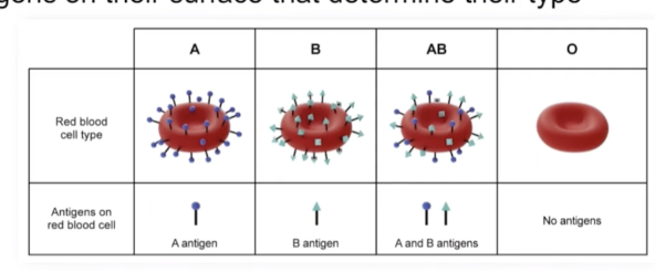 <p>RBCs have the B antigen </p>