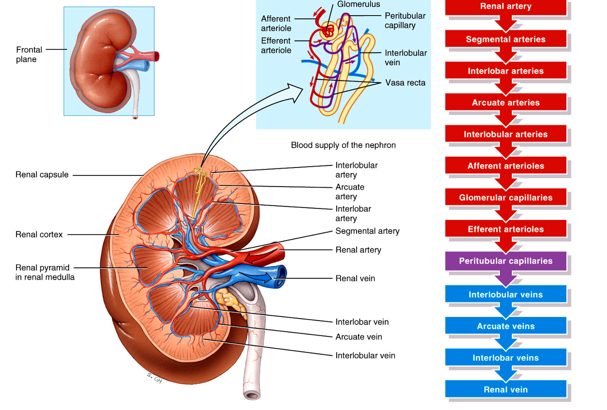 <p>Rental artery – Segmental arteries – Interlobar arteries – Arcuate Arteries – Interlobular Arteries – Afferent Arterioles – Glomerular Capillaries – Efferent Arterioles – Peritubular capillaries – Interlobular veins – arcuate veins – interlobar veins – renal veins </p>