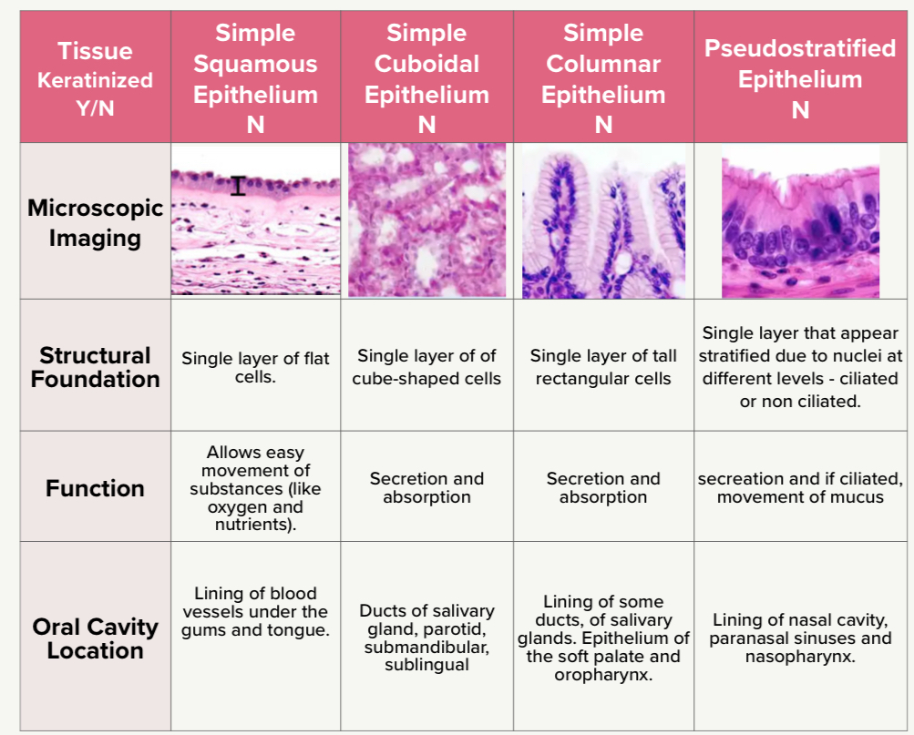 <ol><li><p>Simple squamous epithelium</p></li><li><p>Simple cuboidal epithelium</p></li><li><p>Simple columnar epithelium</p></li><li><p>Pseudostratified epithelium</p></li></ol><p></p>