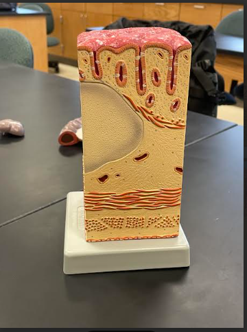 <p>Large Intestine</p>