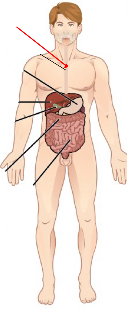 <p>Identify the organ the red arrow it pointing to.</p>