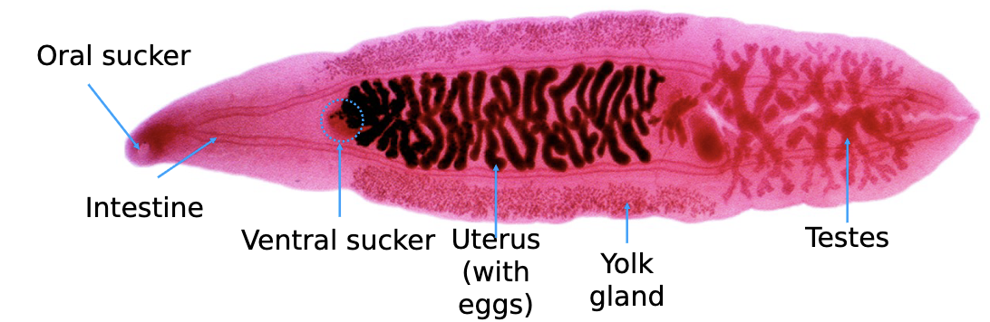 <p>trematoda</p>