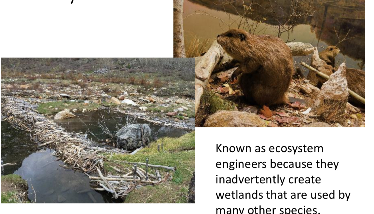 <p><span style="color: blue;">What is the <mark data-color="yellow" style="background-color: yellow; color: inherit;">SUBORDER </mark>of the F: Castoridae (beavers) ?</span></p>