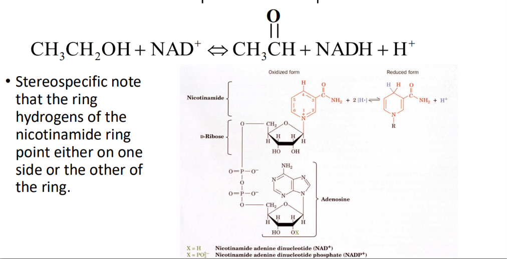 <p>Yeast alcohol dehydrogenase (YADH) reaction</p>