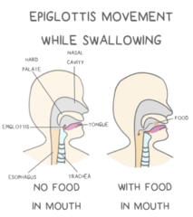 <p>epiglottis</p>