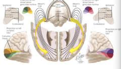 <p>-Input from left visual field is processed in right hemisphere & vice versa</p><p>-Superior (upper) visual field is processed in the inferior portion of the visual brain </p><p>-Processed upside down</p>