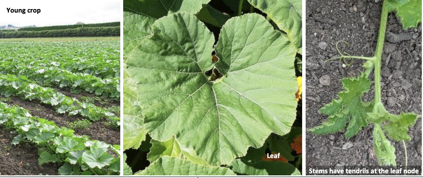 <p><strong>Plant family:</strong> Cucurbitaceae<br><strong>Life cycle:</strong> Annual<br><strong>Key persistence / spread:</strong> Seed only<br><strong>Farming systems:</strong> Vegetable cropping, horticulture</p><p><strong> How to identify</strong></p><p>This is a sprawling plant with long, creeping vines that spread across the soil surface. Stems are thick, angular, and covered in coarse hairs. Leaves are very large, broad, and often deeply lobed, with a rough texture.</p><p>Bright yellow flowers are large and showy, occurring singly on long stalks. Male and female flowers are separate but borne on the same plant.</p><p>Fruits develop on the ground and vary greatly in size and shape depending on the cultivar. Tendrils are often present, helping vines anchor and spread outward.</p>