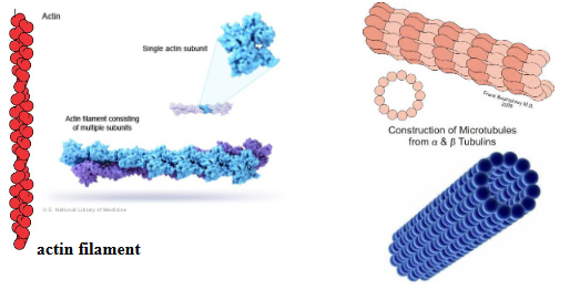 <ul><li><p>each filament is a polymer of subunits</p></li><li><p>subunits in a filament are held together by non-covalent bonds or hydrophobic interactions</p></li></ul><p></p>