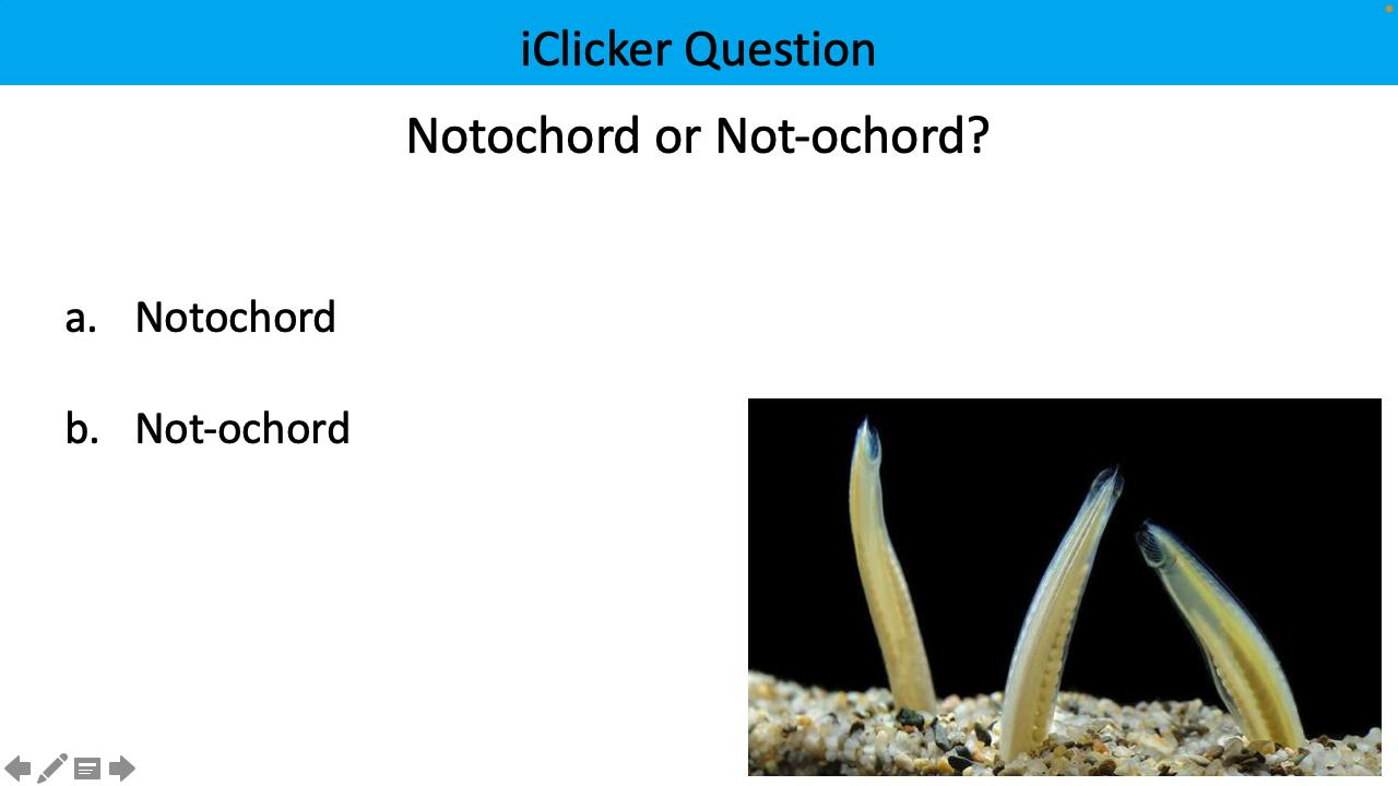 <p>notochord or not-ochord?</p>