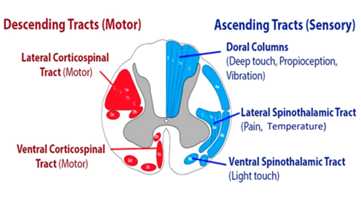 <p>ascending: sensory tracts (DCML and anterolateral system)</p><p>descending: corticospinal</p>