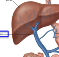 <p>In the hepatic portal vein, so that the liver can filter all the nutrients from the blood <strong>before</strong> sending it back to the heart</p>