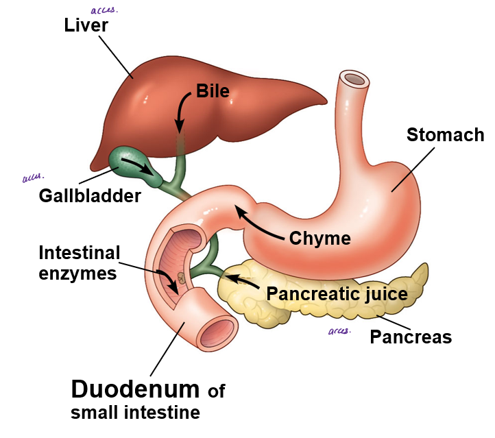 <p>major organ of of chemical digestion and nutrient absorption, includes the duodenum, and brings in things from the pancreas, liver, and gall-bladder</p>