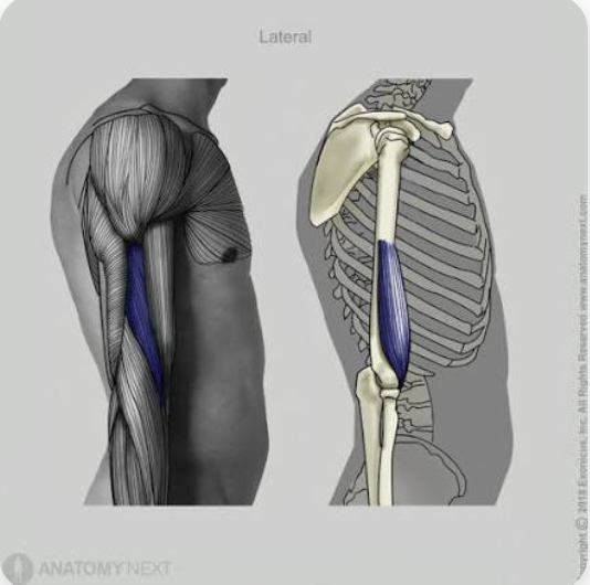 <p>O: Body of humerus</p><p>I: Ulnar tuberosity</p><p>A: Flexion of forearm</p><p>N: Musculocutaneous nerve + radial nerve</p>