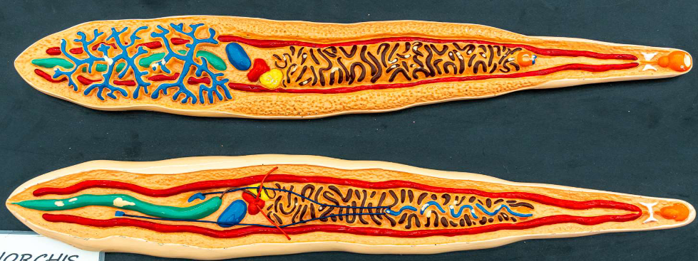 <p>Identify the Phylum &amp; name </p>