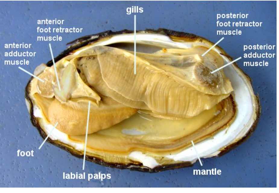 <p>For a freshwater clam label the foot, siphon, gills, mantle and abductor muscles. Then label the ventral/dorsal sides and the anterior/posterior sides </p>
