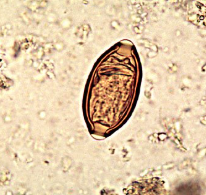 <p><span style="background-color: rgba(0, 0, 0, 0); line-height: 19.7625px;">What is the species in this photo?</span></p>