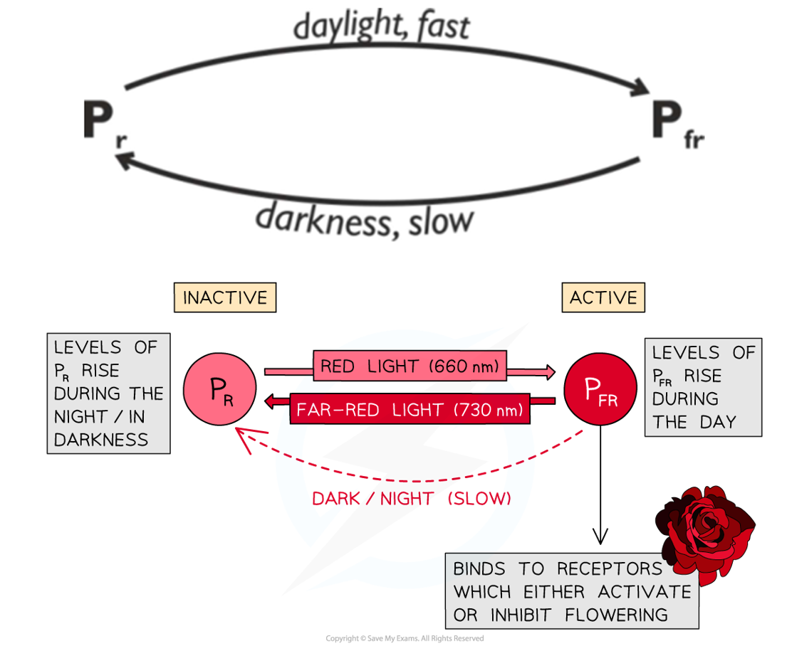 <p>A blue-green photoreceptor pigment in plants that reacts with different forms of light & changes between two inter-convertible forms: Pr & Pfr (active form)</p>