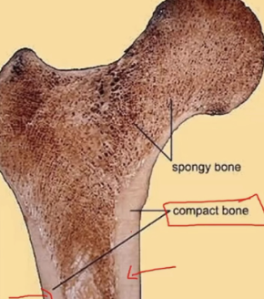 <p>Where is compact bone found in a long bone?</p>