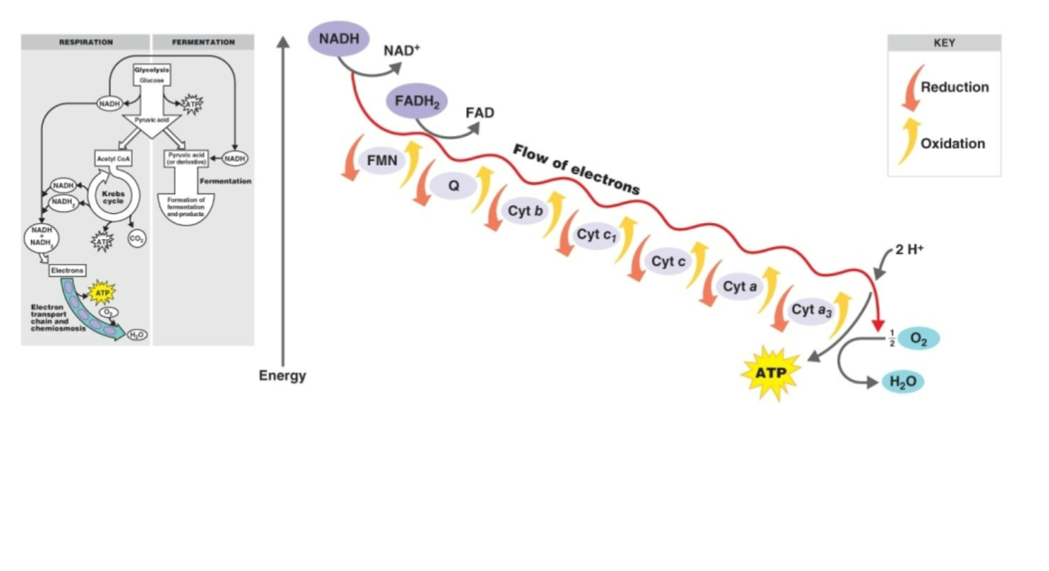 <p>When a collection of redox reactions strip electrons from food and hand them off to the electron transport chain on a membrane to release energy and generate ATP</p>