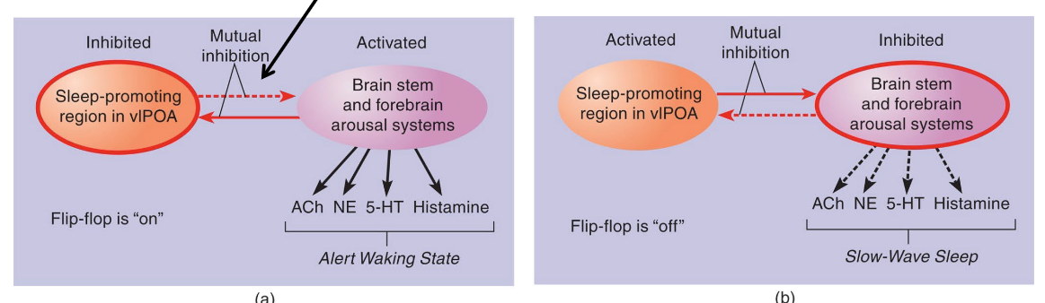 <p>on = alert/awake</p><p>off = asleep</p>