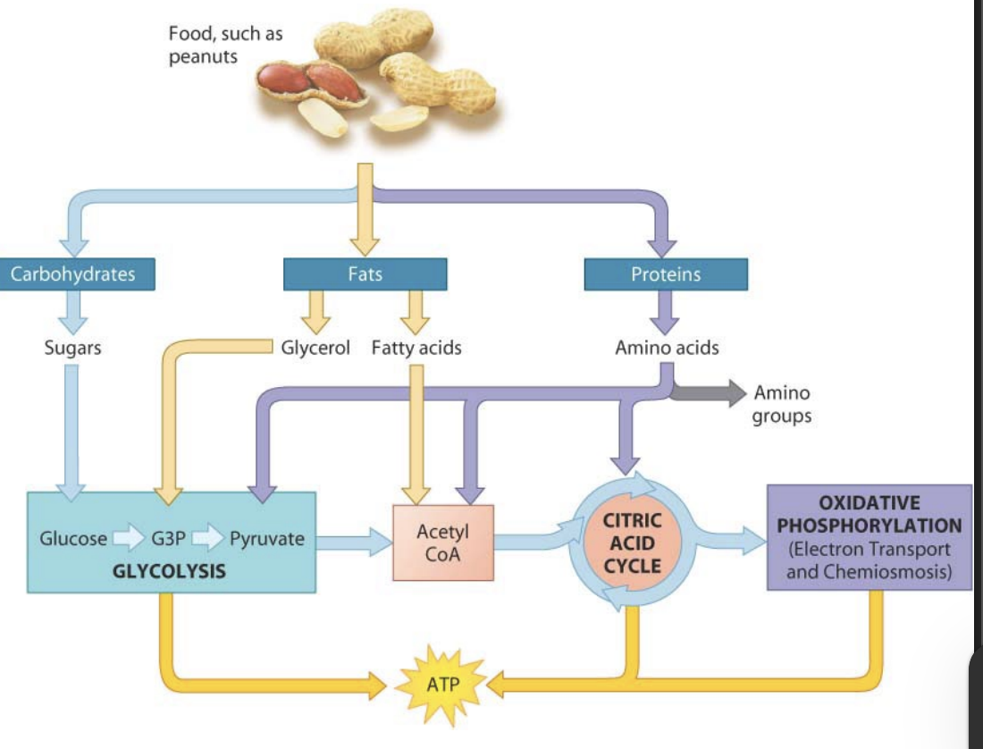<p>Carbohydrates are broken down into <strong>glucose</strong>, which enters <strong>glycolysis</strong>.<br>Proteins are broken into <strong>amino acids</strong>, which can lose their amino group and enter <strong>glycolysis or the citric acid cycle</strong>.<br>Fats are broken into <strong>fatty acids and glycerol</strong>, which are converted to enter <strong>glycolysis or the citric acid cycle</strong>.</p>