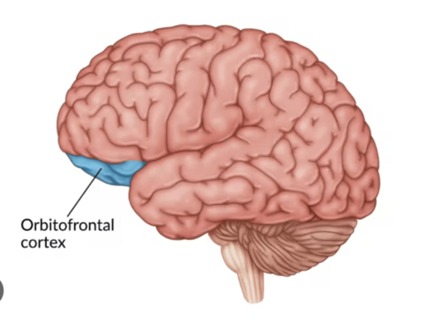 <p>pseudopsychopathy; disregard for moral/social rules</p>