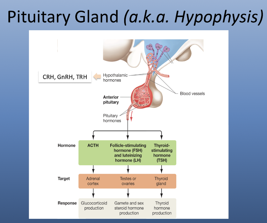 <p><strong>CRH, GnRH, and TRH.</strong></p>