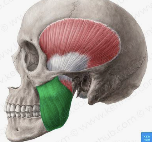 <p>Which muscle is this?</p>