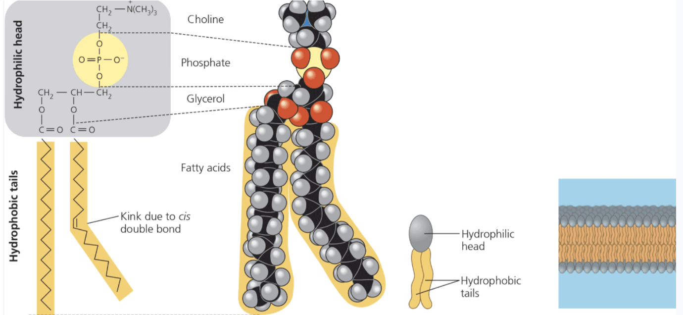 <ul><li><p><span style="background-color: transparent; font-family: "Times New Roman", serif;">Similar in structure to a fat molecule but has only 2 fatty acids attached to glycerol rather than 3</span></p><ul><li><p><span style="background-color: transparent; font-family: "Times New Roman", serif;">The 3rd hydroxyl group of glycerol is joined to a phosphate group, which has a negative electrical charge in the cell</span></p></li></ul></li><li><p><span style="background-color: transparent; font-family: "Times New Roman", serif;">Two ends of phospholipids have different behaviours with respect to water</span></p><ul><li><p><span style="background-color: transparent; font-family: "Times New Roman", serif;">Hydrocarbon tails are hydrophobic</span></p></li><li><p><span style="background-color: transparent; font-family: "Times New Roman", serif;">Phosphate group and its attachments form a hydrophilic head</span></p></li></ul></li></ul><p></p>