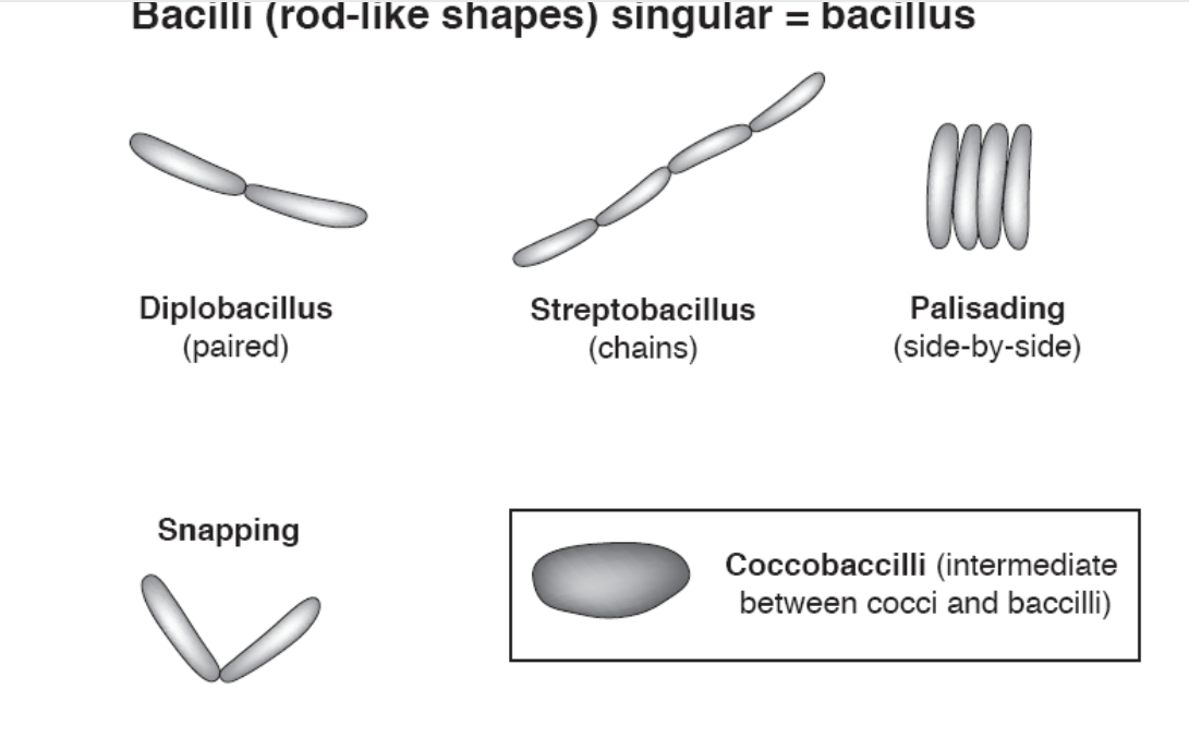 <p>What are common shapes and arrangements?  bacilli </p>