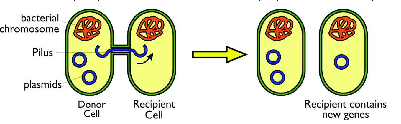 <p>A conjugation tube can form between the 2 cells. DNA passes from the donor cell to the recipient cell normally plasmids are shared. These plasmids normally have advantageous genes such as antibiotic resistance. </p>