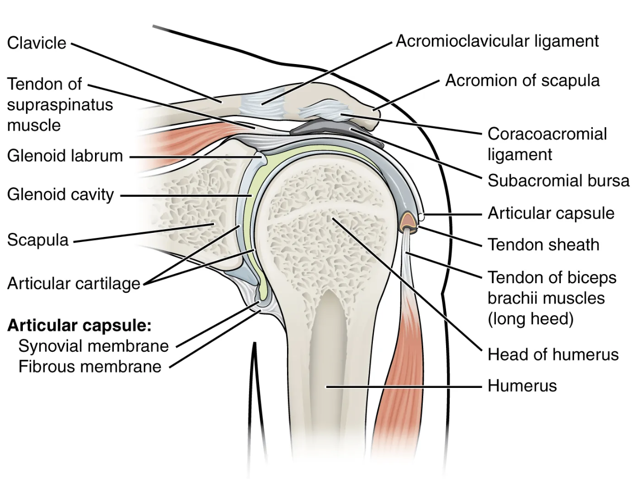 <p>bursa that protects the supraspinatus muscle tendon and superior end of the humerus from rubbing against the acromion of the scapula</p>