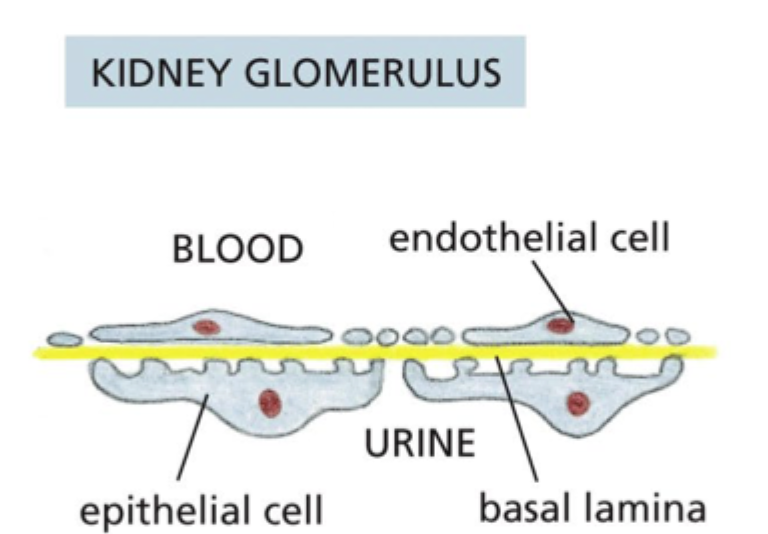 <p>Hvad er basal lamina’s rolle i nyreglomerulus?</p>