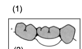 <p>hygienic (fish belly)</p>