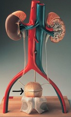 <p>Identify this organ.</p>