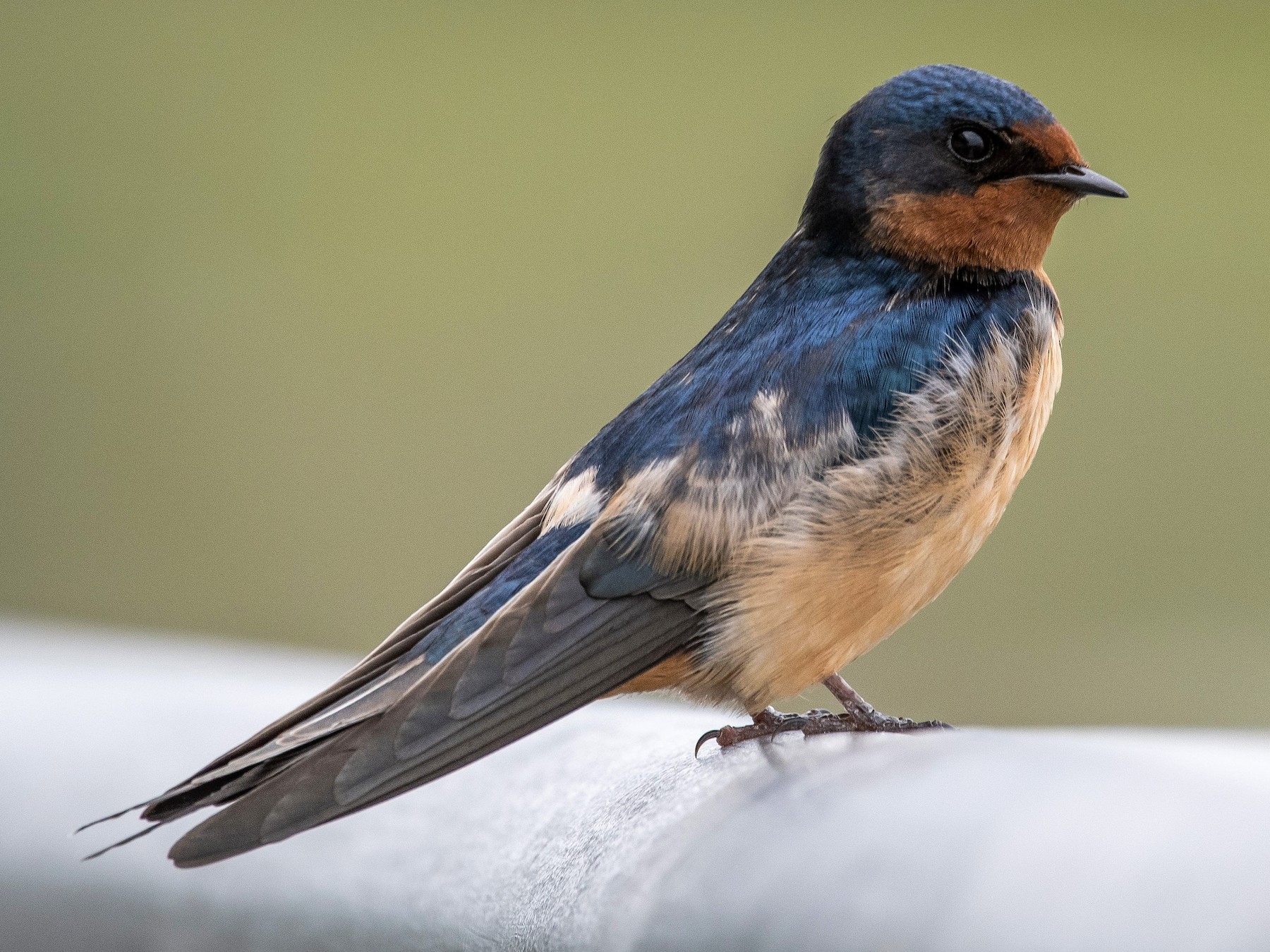 <p>Order Passeriformes Family Itirundinidae</p>