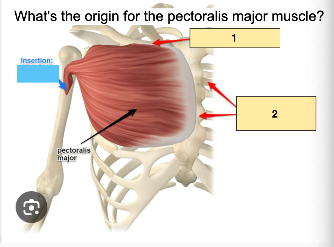 <p>What is the pectoralis major (2) <span style="color: rgb(214, 51, 51);"><strong>Origin</strong></span>?</p>