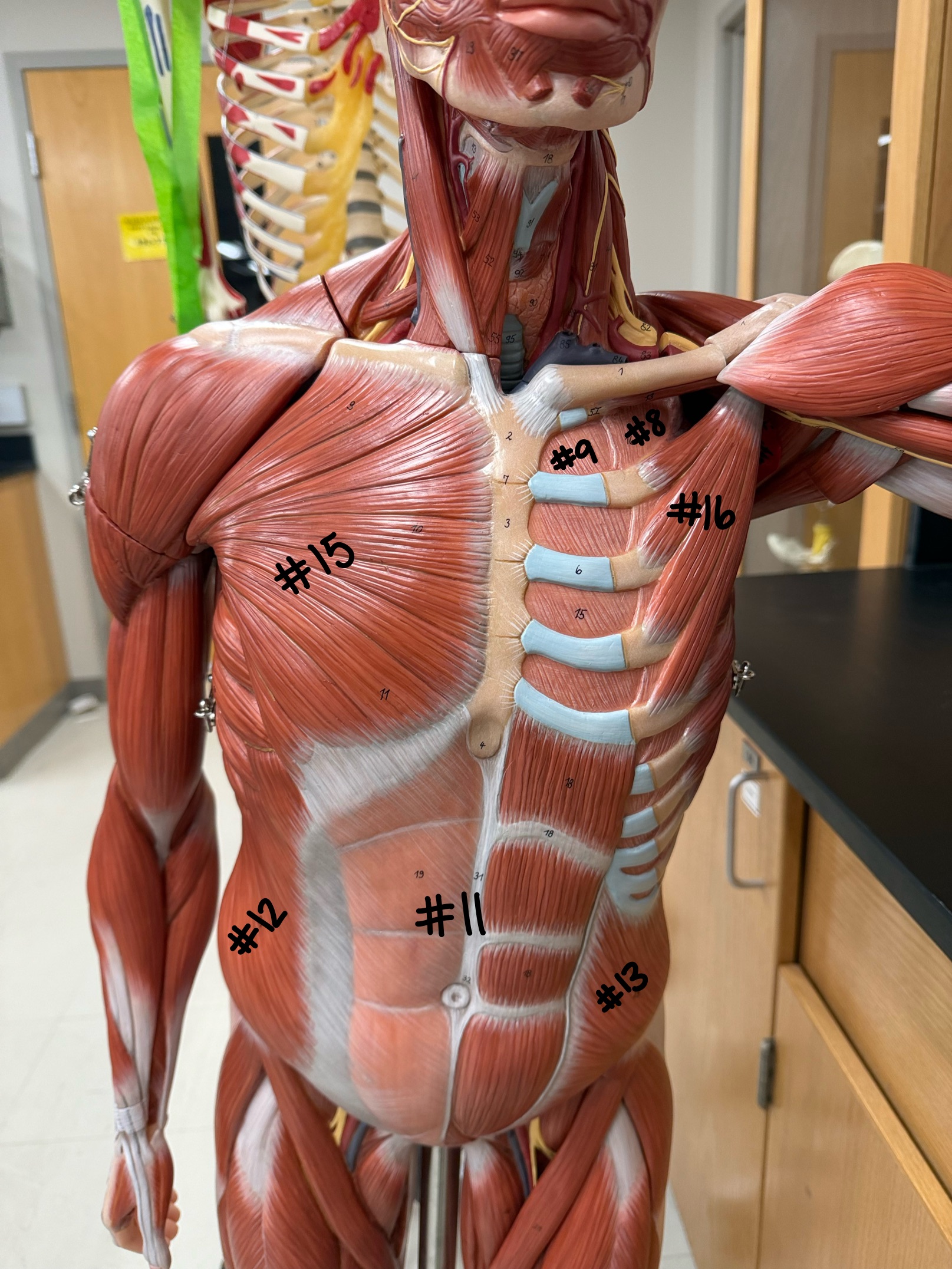 <p>What muscle is labeled #15?</p>