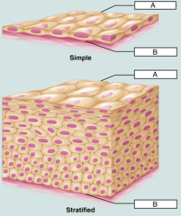 <p>B: bottom layer of epithelial tissue that attaches to the basement membrane</p>