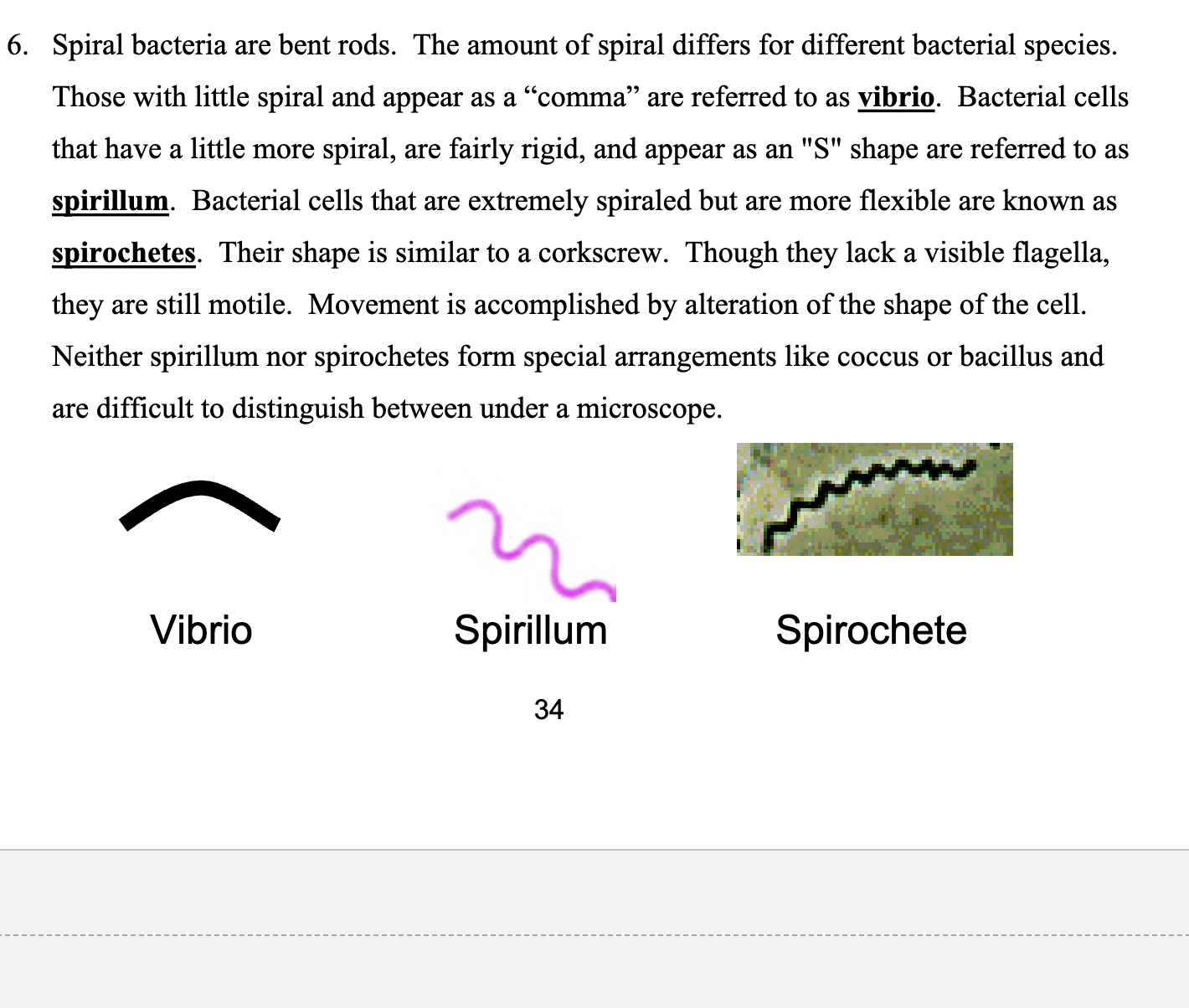 <p>Spiral Bacteria </p>