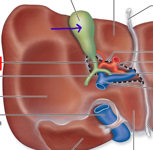 <p>a muscular sac that lies of the visceral surface of the right lobe of the liver</p>