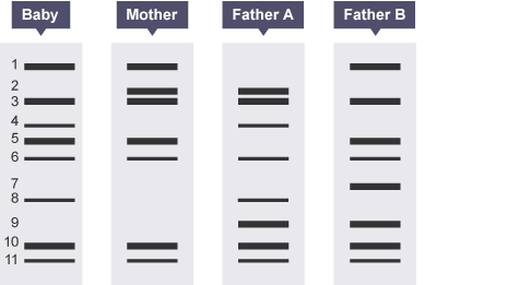 <p>Who is the father?</p>