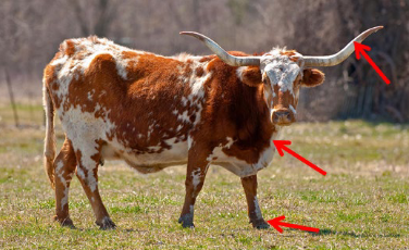 <p>This is class Mammalia, in this class, the claws, nails, hooves, fur/hair and covers of hors are made of ________ epidermis.</p>