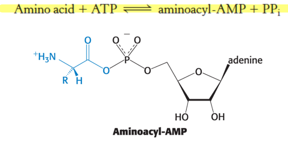 <p>formation of aminoacyl adenylate (aminoacyl-AMP)</p><p></p>