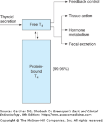 <p>- total T4: because 99.96% of T4 is protein-bound and has no biological activity, this test can be a misleading measure of thyroid status.</p><p>- free T4: measurement of the T4 that is not-protein bound, available to the tissue, and functionally active</p>